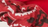 Chouchou - Vintage Red / Real Red