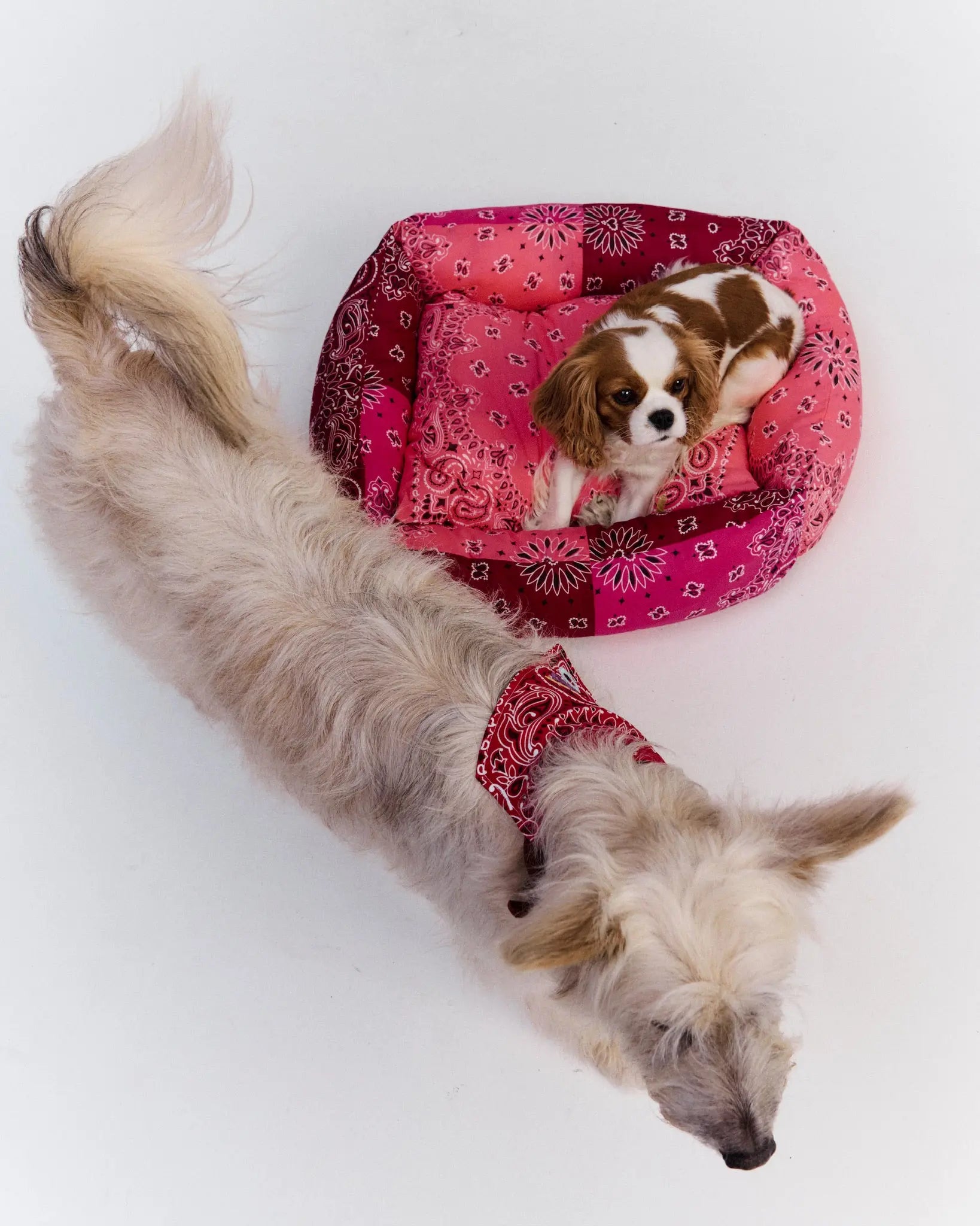 Dog basket - Bordeaux / Colorblock