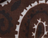 Mini enveloppe - Marron / Beige