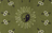 Etole Paisley - Bronze